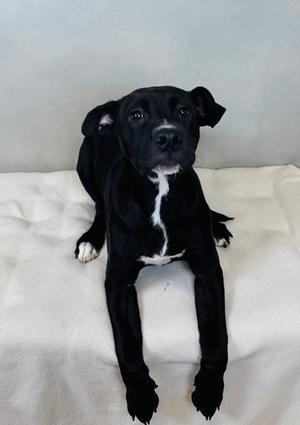 Aphrodite, Golden Retriever and American Pit Bull Terrier, young, available for adoption