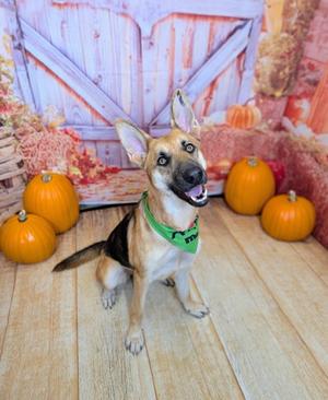 Pupkin, German Shepherd Dog Mix, young, available for adoption