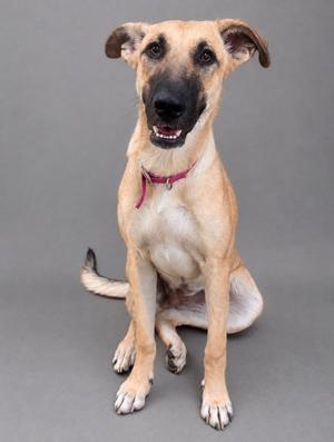 A light brown dog with a black muzzle and floppy ears is sitting on a gray background, wearing a red collar.
