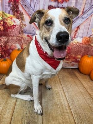 Big Dude, Anatolian Shepherd Mix, senior, available for adoption