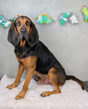 Bam Bam, Black and Tan Coonhound Mix, adult, available for adoption