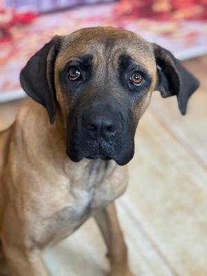 Winnie the Pooh, Cane Corso Mix, young, available for adoption