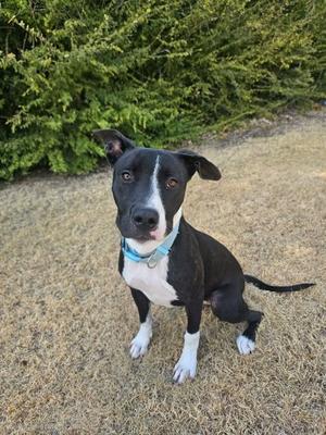 Samantha, American Pit Bull Terrier Mix, young, available for adoption