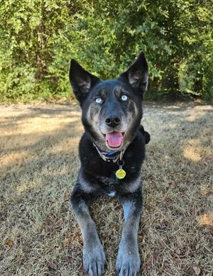 Nova, Alaskan Husky and Australian Cattle Dog, adult, available for adoption