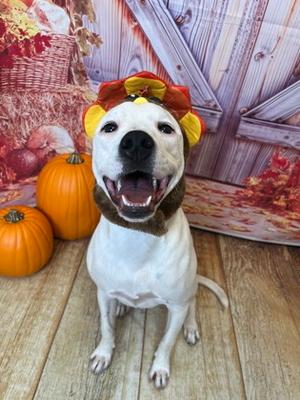 Ghost, American Pit Bull Terrier Mix, young, available for adoption