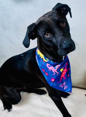 Elvis, Labrador Retriever Mix, young, available for adoption