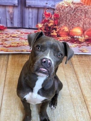 Poxer, Pit Bull Terrier and Boxer, young, available for adoption
