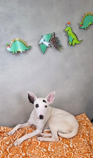 A white bull terrier dog with black markings on its face and ears lies on an orange and white patterned blanket, with a dinosaur-themed garland hanging on the wall behind it.