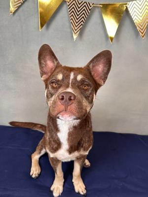 Wolfie, Pit Bull Terrier Mix, adult, available for adoption