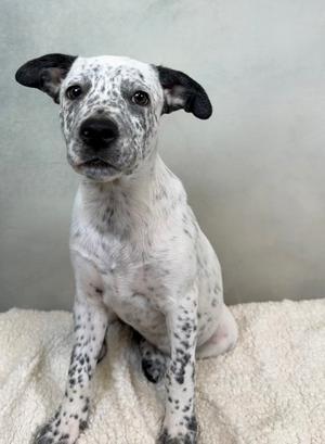 a white dog with black spots sitting on a blanket