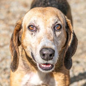 Beatrice, Hound, adult, available for adoption