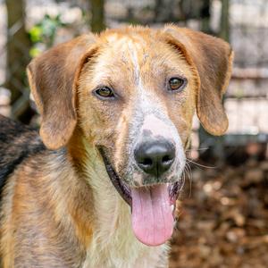 Bert, Hound, young, available for adoption