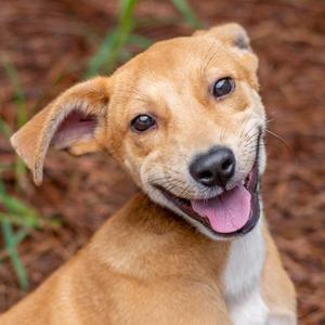 Hey Jude, Carolina Dog, young, available for adoption