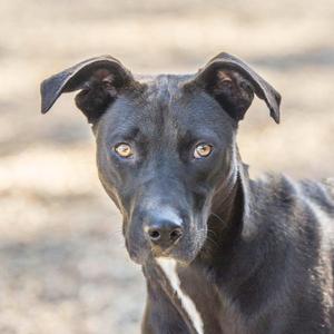Lefou, Terrier, young, available for adoption
