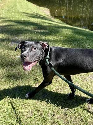 Cipher, Labrador Retriever, young, available for adoption