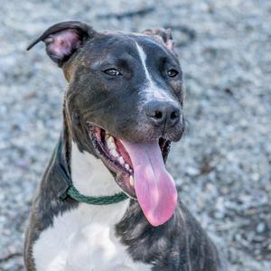 Happy, Labrador Retriever / Terrier, young, available for adoption