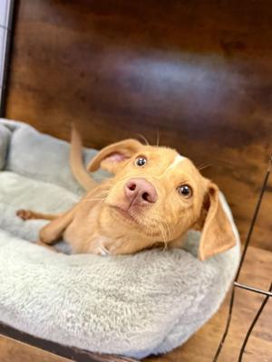 Cleveland!, Feist, young, available for adoption