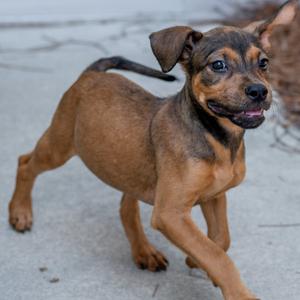 Bean, Terrier, young, available for adoption