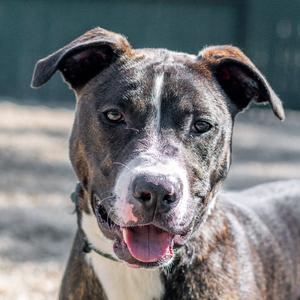 Grumpy, Labrador Retriever / Terrier, young, available for adoption