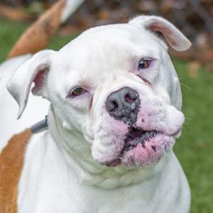 Chase, Bulldog, adult, available for adoption