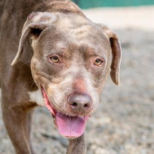 Hazel, Labrador Retriever, senior, available for adoption