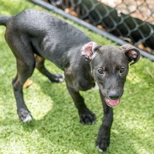 Garrett, Labrador Retriever, young, available for adoption