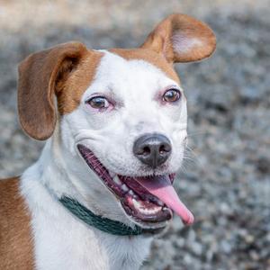 A close-up portrait of a brown and white dog with its mouth open and tongue out, wearing a dark green collar.