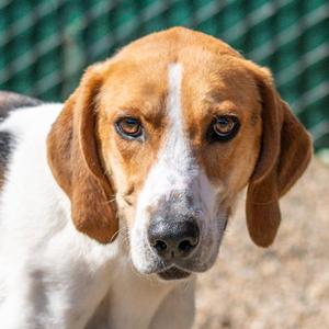 Kevin, Hound, adult, available for adoption