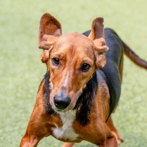 Earl, Hound, adult, available for adoption