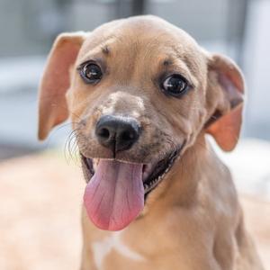 Carrot, Terrier, young, available for adoption