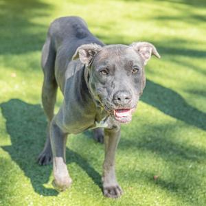 Douglas, Terrier, senior, available for adoption