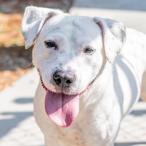 Dumpling, Terrier, adult, available for adoption