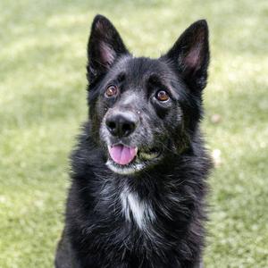 Griff, Shepherd, adult, available for adoption