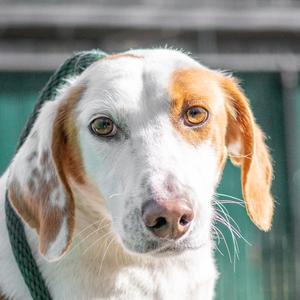Daisy, Hound, adult, available for adoption