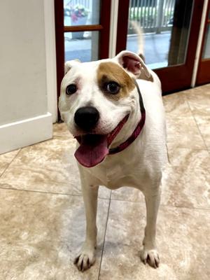 Cordelia, Hound / Terrier, adult, available for adoption