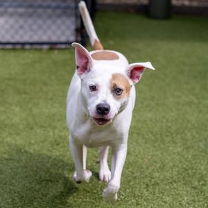 A white dog with brown patches on its head and ears is walking on a green artificial turf surface. The dog has a black nose and is looking directly at the camera. In the background, there is a fence and some greenery.