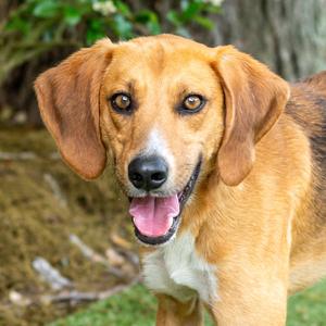 Brewster, Hound, adult, available for adoption