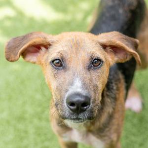Harvey, Hound, young, available for adoption