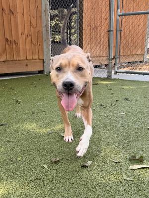 Guapa, Terrier, adult, available for adoption
