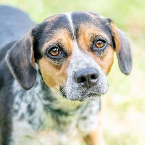 Black Betty, Australian Cattle Dog/Blue Heeler, adult, available for adoption