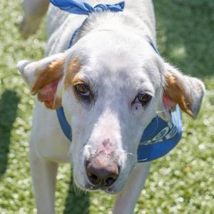 Donald, Hound, adult, available for adoption