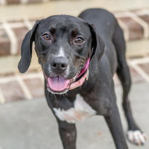 A black dog with a white patch on its chest, wearing a pink collar, standing on a concrete surface with a brick wall in the background.