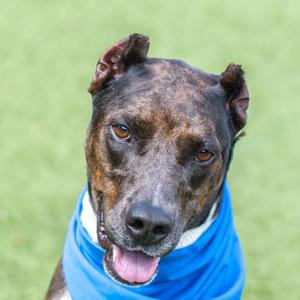Erin, Doberman Pinscher, adult, available for adoption
