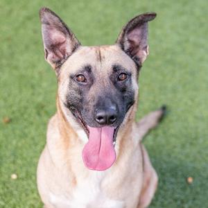 A happy dog with a pink tongue sticking out, sitting on green grass.