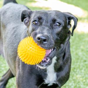 Bonnie, Labrador Retriever, adult, available for adoption