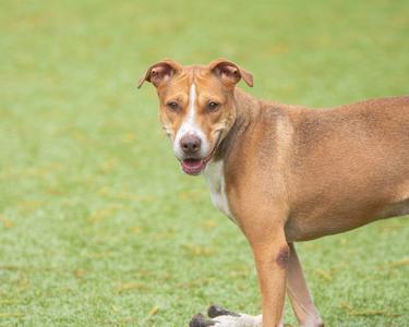 Brunswick, Terrier, adult, available for adoption