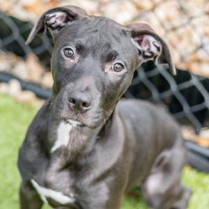 Clyde, Labrador Retriever, young, available for adoption