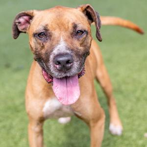 A brown dog with a white chest and a pink tongue sticking out, standing on green grass.