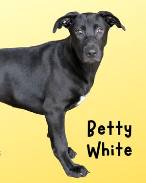 A black dog standing on a yellow background with the text "Betty White" written next to it.