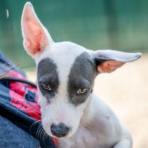 Billy, Terrier, young, available for adoption